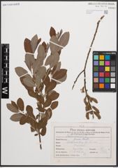 Foto von Salix cinerea L.